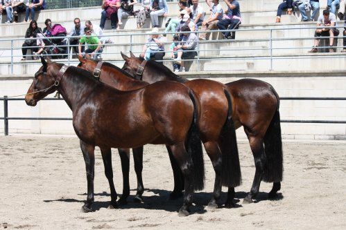 CONCURSO DE YUNQUERA DE HENARES 2017