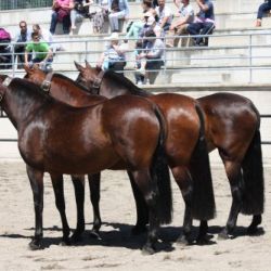 CONCURSO DE YUNQUERA DE HENARES 2017