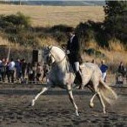 concurso de caballos salamanca 2010