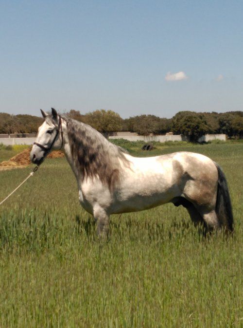 Caballo de 6 años, montado, apto como reproductor, excelente genealogia, 1,74 de alzada, excelentes movimientos.